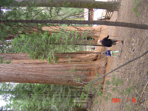 Sequoia-3