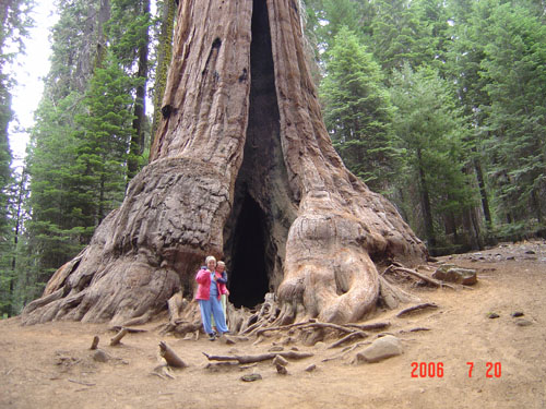 Sequoia-4