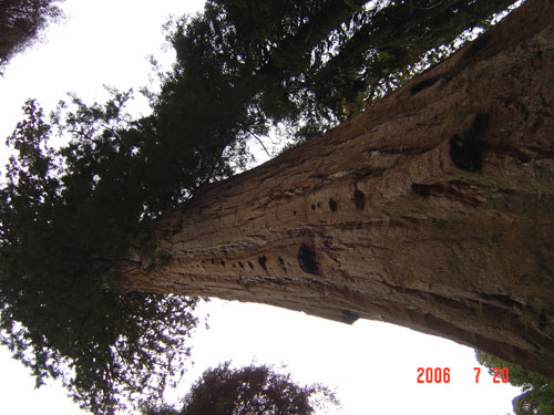 Sequoia-tree-1