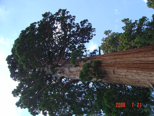 Sequoia-tree