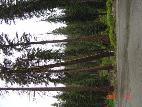 Sequoia-trees