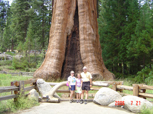 Sequoia